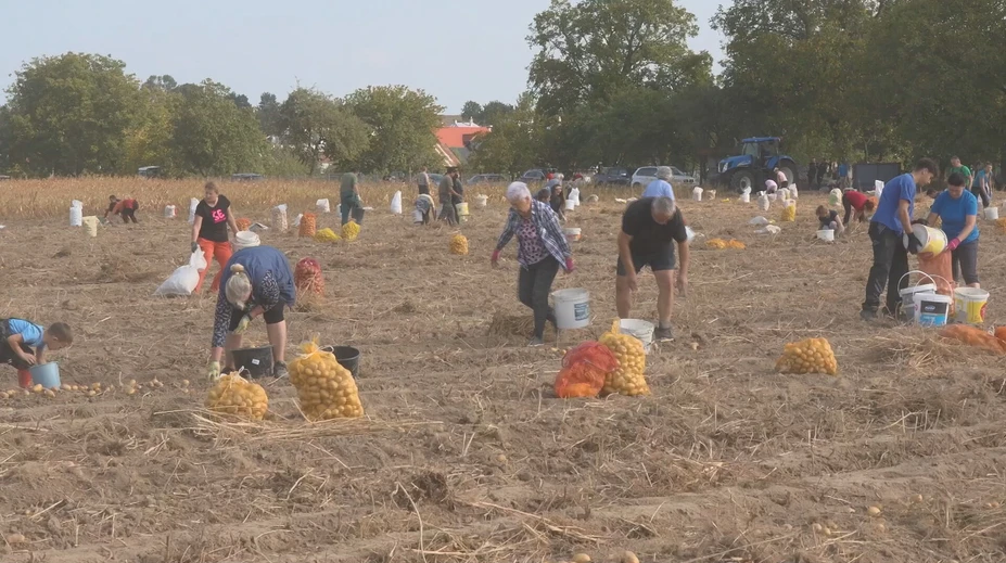 Tradícia, ktorá spája generácie. Rodiny na Zemplíne opäť vyrazili na pole zbierať zemiaky