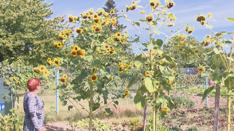 Atrakcia v záhrade neďaleko Levíc. Pán Jozef vypestoval takmer štyri metre vysokú slnečnicu