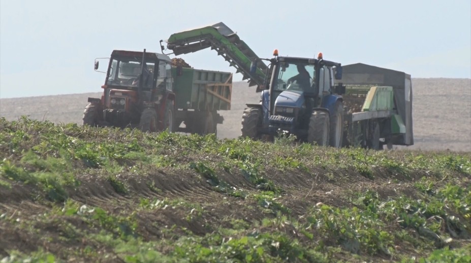 Potrápila ich slintačka a krívačka. Slovenskí poľnohospodári majú problém s lacnými plodinami