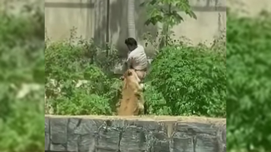 VIDEO: Sníval o práci krotiteľa šeliem. Mladíka pred zrakmi návštevníkov zoo zabila levica