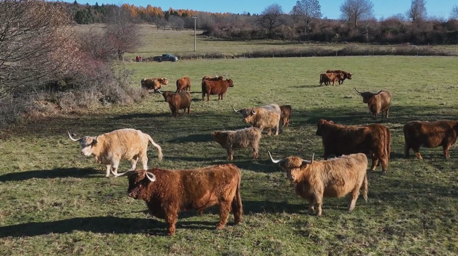 Vyzerajú nebezpečne, no sú plaché. Škótsky horský dobytok sa chová aj u nás