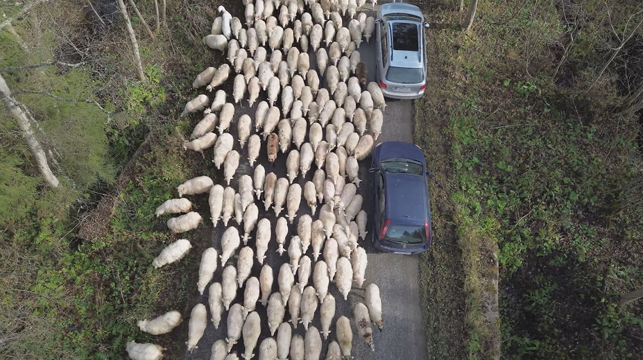 Autá stáli, ľudia sa nevedeli vynadívať. Tisíc oviec na Hornej Orave zaháňali do dediny