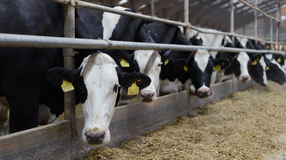 Štát spúšťa 44-miliónovú výzvu pre farmárov, ktorí pre SLAK museli zlikvidovať svoj dobytok