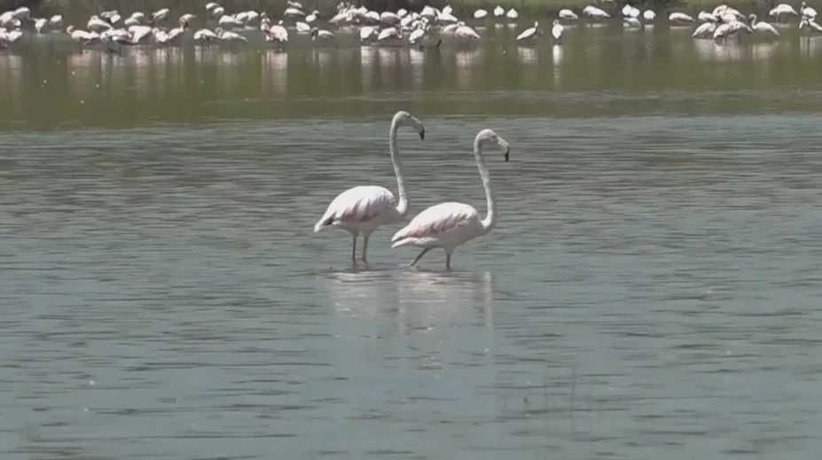 Niečo sa deje s ikonou Afriky. Plameniaky strácajú svoju typickú ružovú farbu