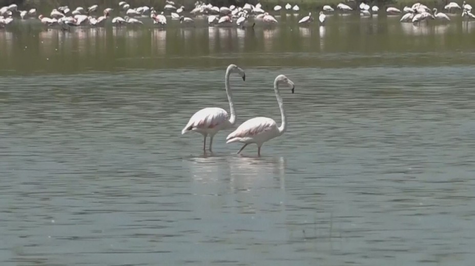 Niečo sa deje s ikonou Afriky. Plameniaky strácajú svoju typickú ružovú farbu