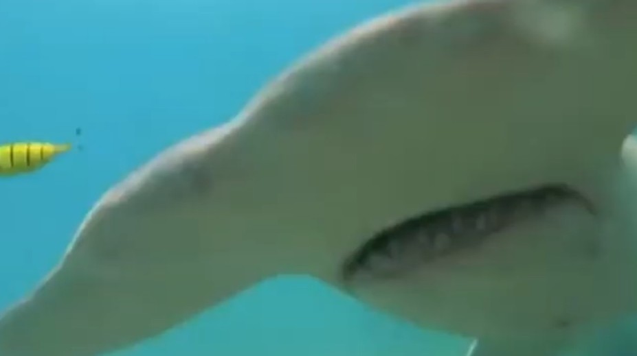 VIDEO: K ničnetušiacemu mužovi sa blížil žralok, v poslednej chvíli ho spozoroval na kamere