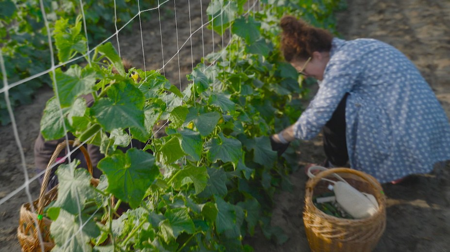 Slováci húfne vyrážajú na polia. Za čerstvé uhorky v samozbere zaplatia o polovicu menej ako v obchode
