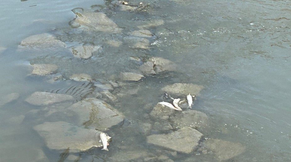 VIDEO: Mŕtve ryby v Toryse vydesili miestnych. Rybári prišli s nečakaným vysvetlením