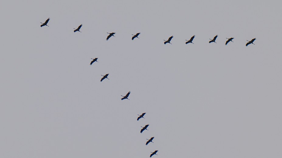 Milióny vtákov opúšťajú Slovensko. Vedci stále nevedia, ako sa orientujú