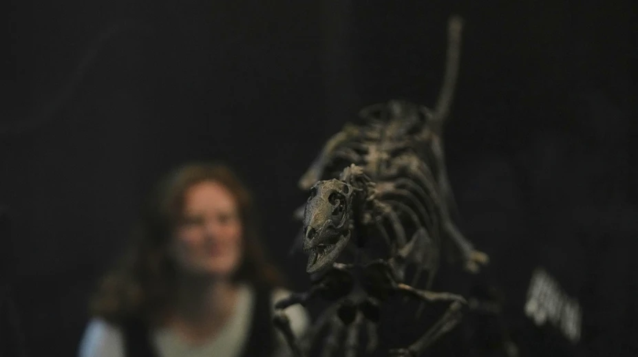 FOTO: Vedci objavili nový druh malého dinosaura, bol veľký ako labrador. Pomôže prepísať dejiny pravekého sveta