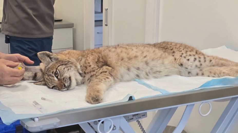 V bojnickej zoo prijali mláďatá rysa, ktoré prišli o matku. Ich správanie zaskočilo aj skúsených ošetrovateľov