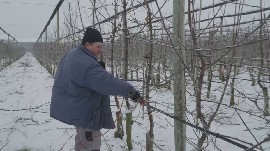 Ovocinári sa neflákajú ani v silných mrazoch. Majú dôležitú prácu, bez ktorej by nebola úroda