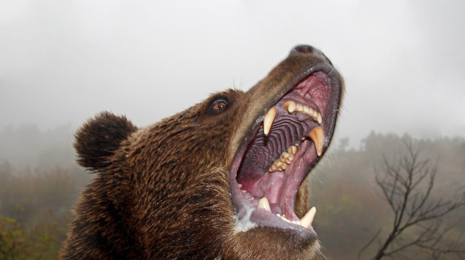 Desivý útok grizlyho na školákov a hrdinský zásah učiteľa: Šelma zranila 11 ľudí, tri deti sú v kritickom stave