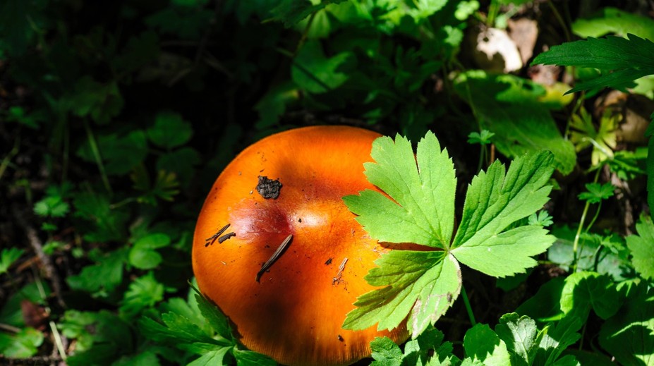 FOTO: Nájsť ju na Slovensku je skutočná vzácnosť. Jozef objavil v lese „kráľovnú“ našich húb