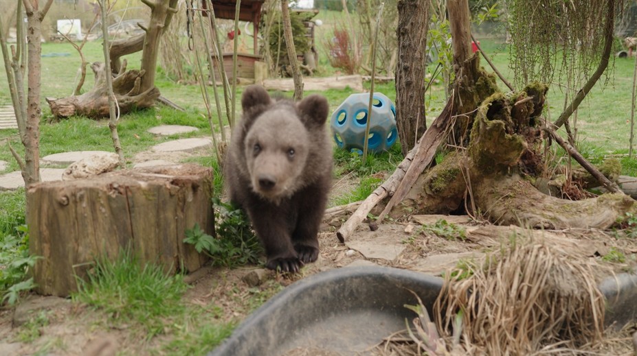 V Národnom parku Nízke Tatry našli ďalšie osirelé mláďa. Leon smeruje do ZOO Košice