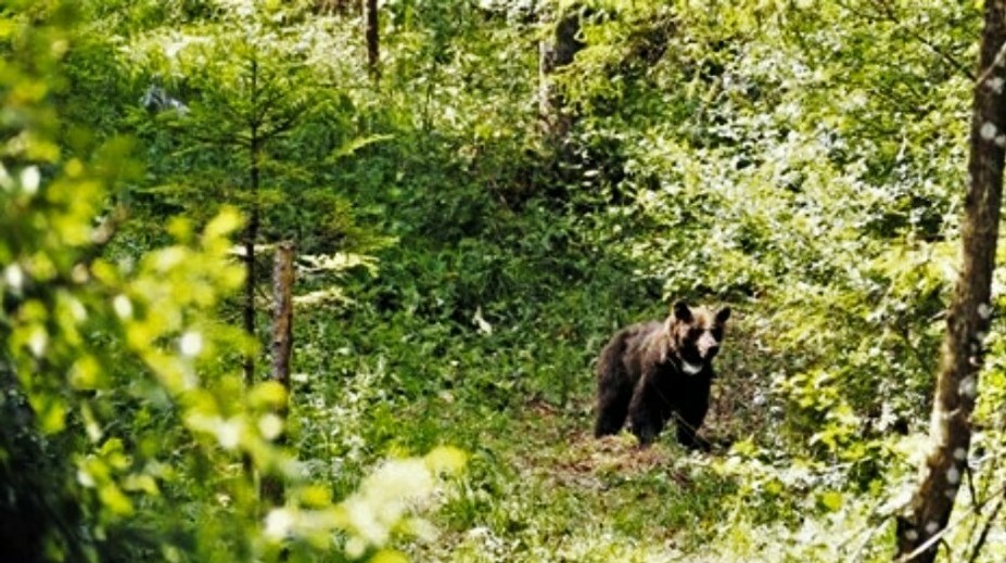V tomto roku napadol medveď sedem ľudí. Jeden stret s človekom bol smrteľný