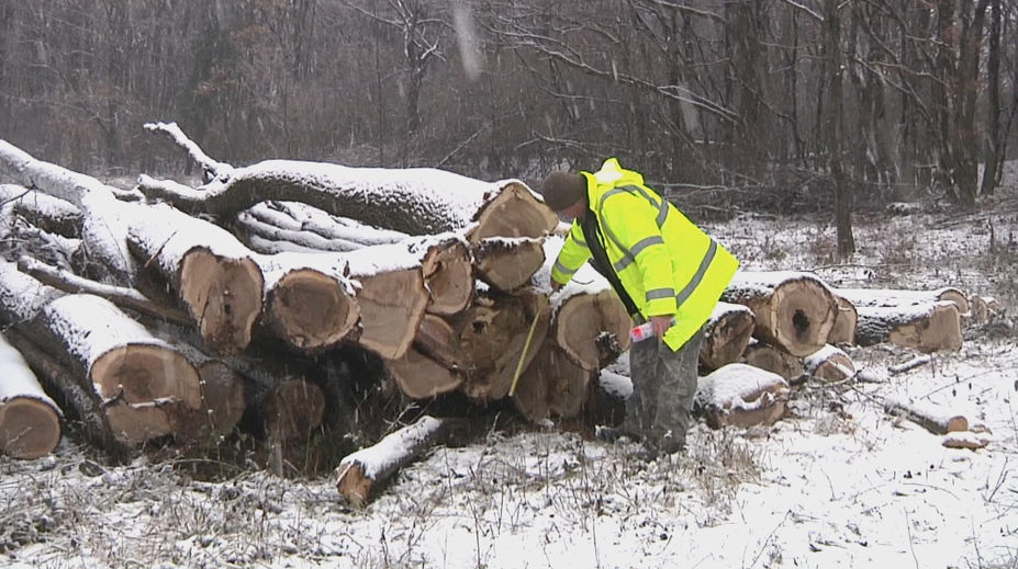Vyrúbali mu stromy kvôli plynovodu. Spravili to za jeho chrbtom bez povolenia