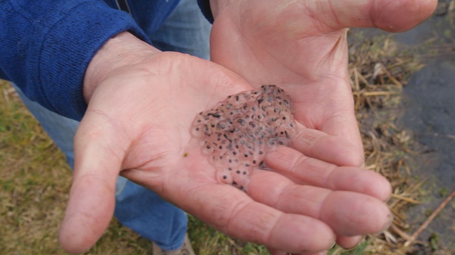 Biológ pomáha prežiť žabám. Vytvoril im nádrže a jazierka