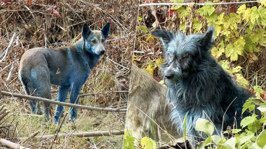 FOTO: V Černobyle sa objavili psy s modrou srsťou. Okamžite rozprúdili špekulácie