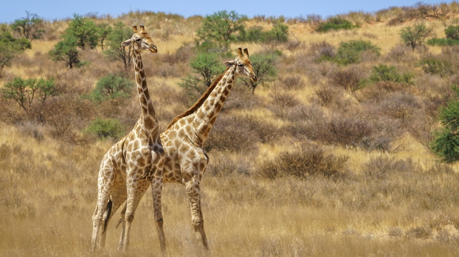 Prečo majú žirafy oproti iným živočíchom nezvyčajne dlhé krky? Vedci prišli s vysvetlením