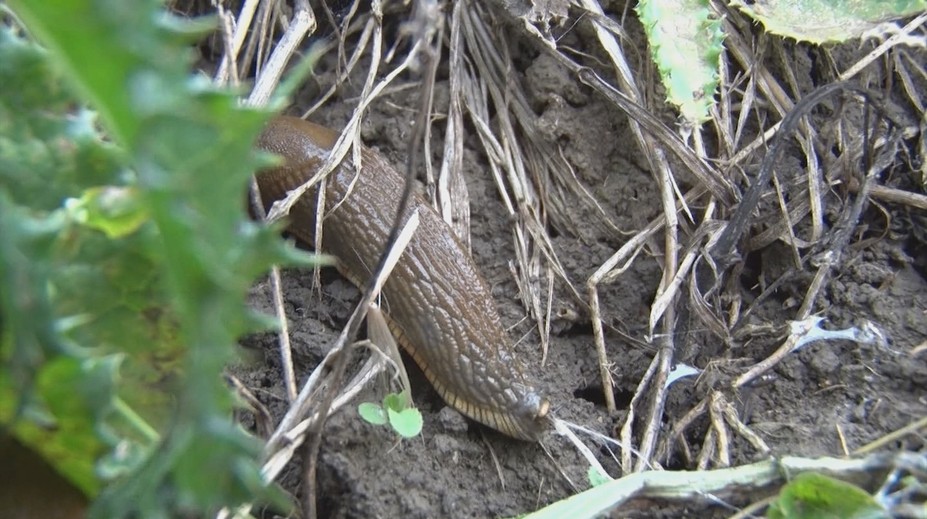 Záhradkárov trápi hnedá pohroma. Slimáky bez ulity za sebou nechávajú spúšť