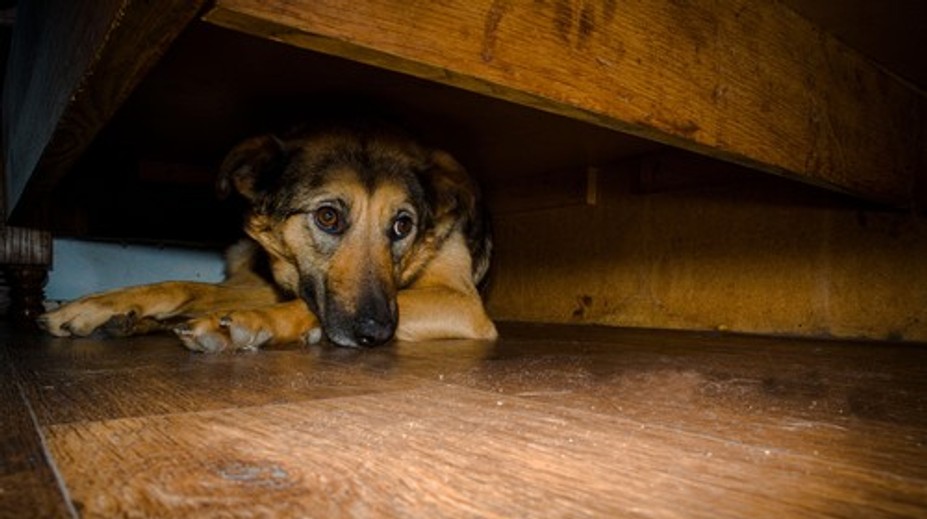 Silvester je pre zvieratá nočnou morou. Veterinárka radí, ako ich ochrániť