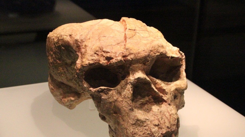 Vedci našli lebku, ktorá môže zmeniť pohľad na evolúciu človeka