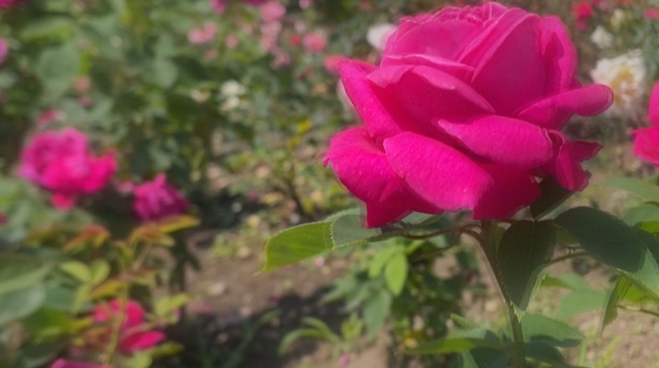 Arborétum láka návštevníkov na jedinečnú výstavu. Je plné rozkvitnutých voňavých ruží