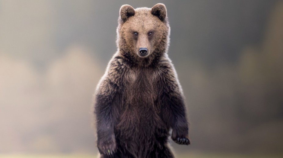 Medveď na päť metrov aj vysnívaný grizzly. Slovenský fotograf šeliem odhalil výninočné zážitky