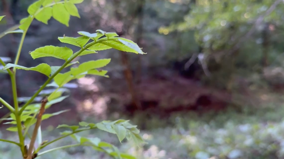 Požiar v lese pri Rudne nad Hronom odhalil hororový nález. Hasiči objavili obhorené ľudské ostatky