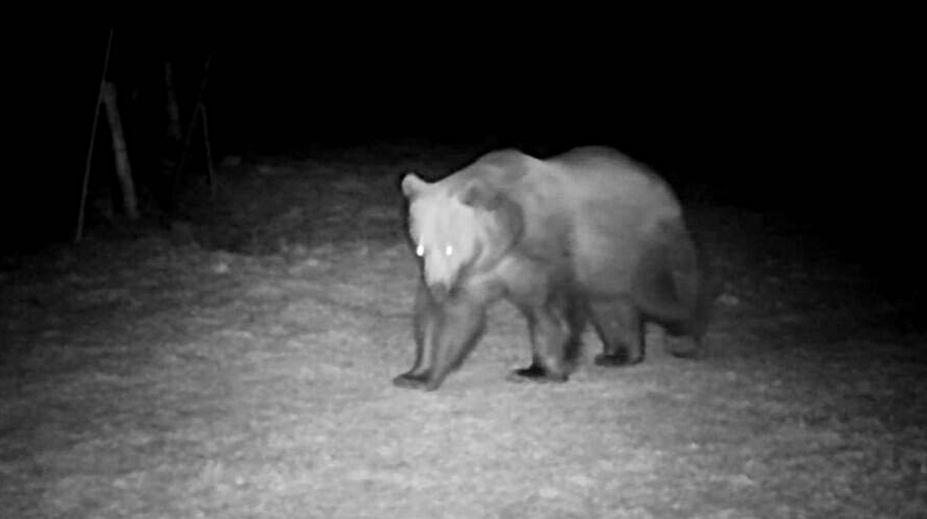 Medvede sa už prebudili po zimnom spánku. Na Liptove postavili do pozoru aj zásahový tím