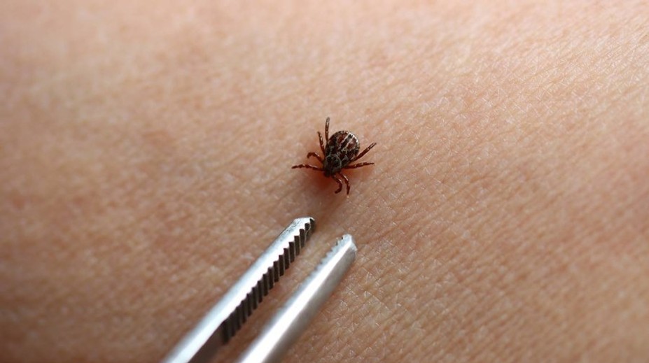 Kliešte si svoje obete vyberajú: Táto krvná skupina ich láka najviac