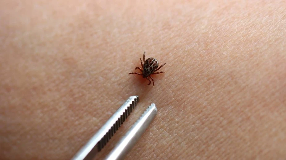 Kliešte si svoje obete vyberajú: Táto krvná skupina ich láka najviac