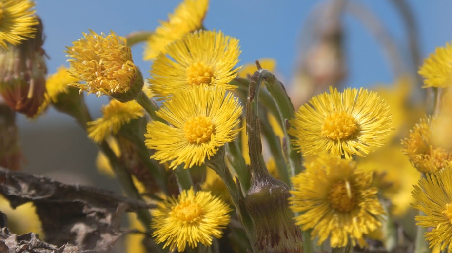 Fascinujúci úkaz pri Ružomberku. Z ničoho nič vyrástlo žlté more, zaskočilo aj vedcov