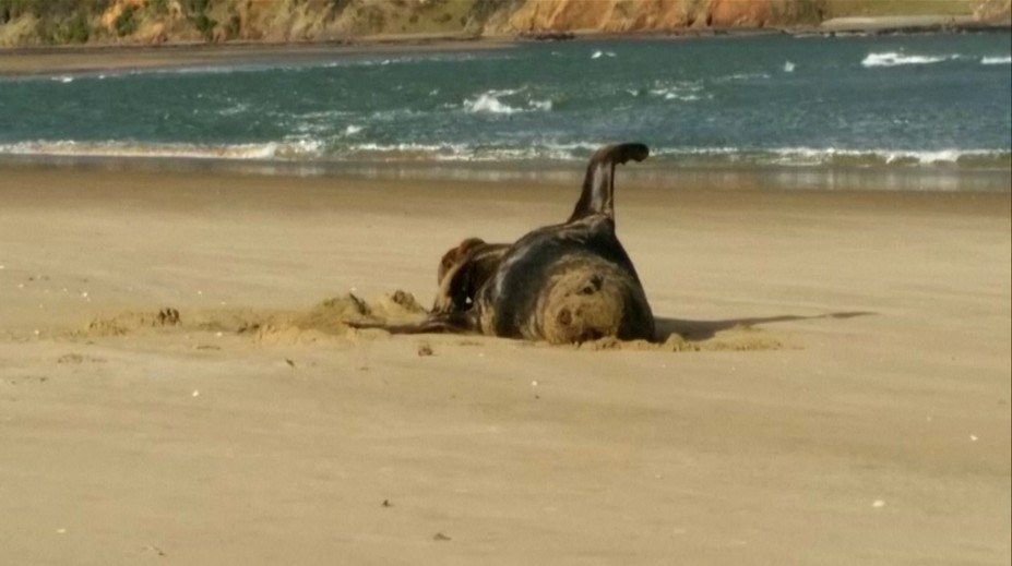 Vedcov prekvapil nečakaný nález: V rozmrazených tuleních výkaloch našli USB kľúč s videom