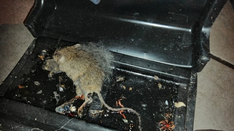 Pozrite sa, aké nechutnosti našli inšpektori pri testovaní kvality potravín