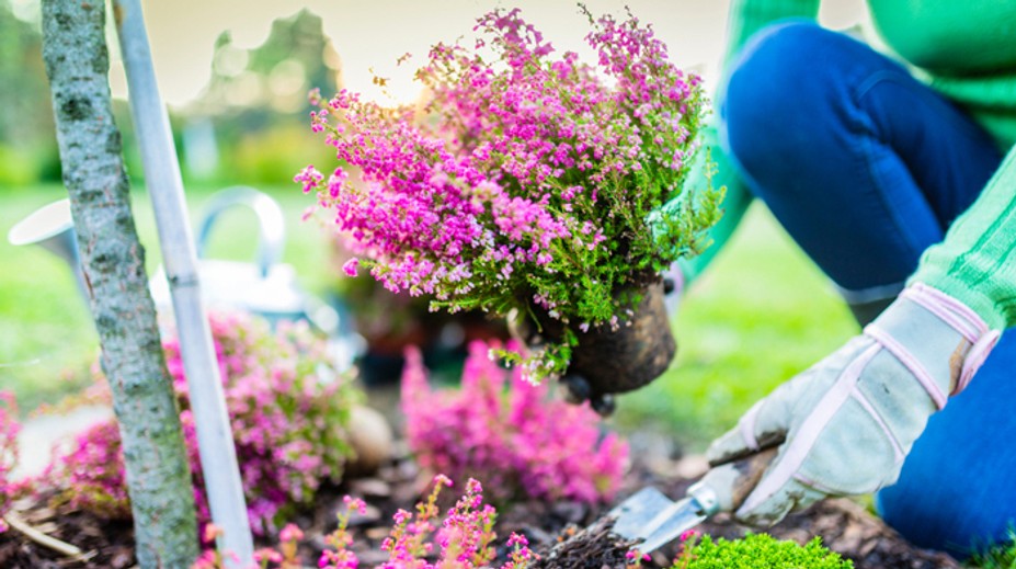 Chystáte sa zasadiť okrasný vres? Prezradíme vám, aké má liečebné účinky