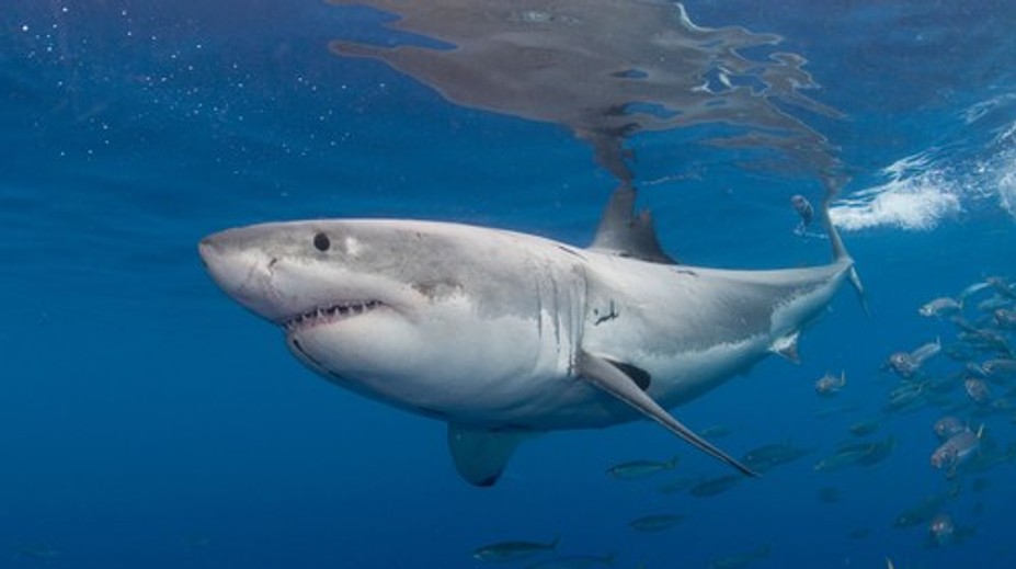 Žraloky čoraz častejšie opúšťajú hlbiny. Vedci odhalili, čo ich ženie k brehom