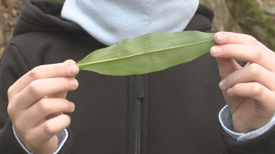 Začala sa sezóna medvedieho cesnaku. Pozor na jeho jedovatú „dvojníčku“