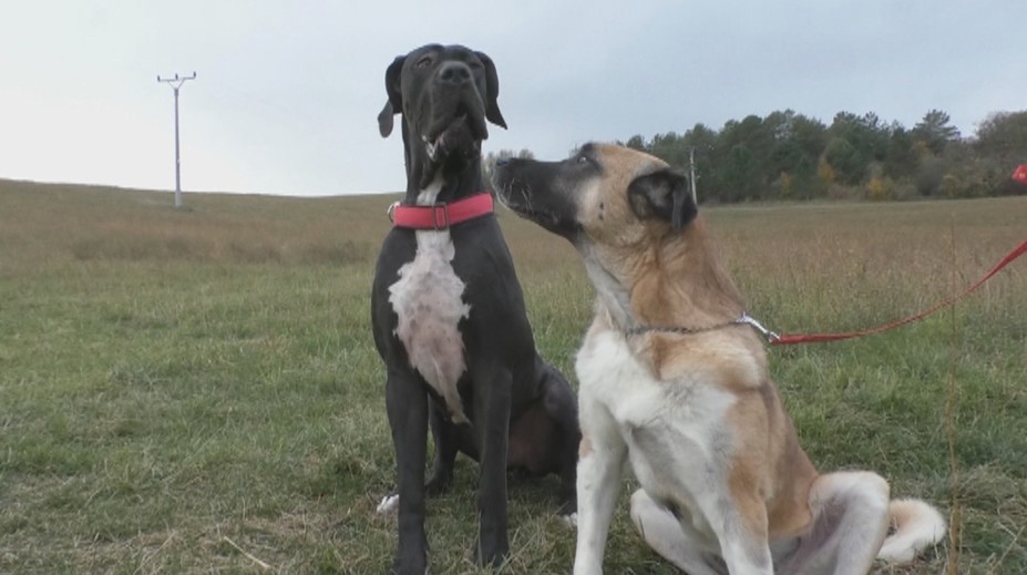 Príbeh, ktorý chytí za srdce. Aťa by bez Baltazárovej krvi zomrela