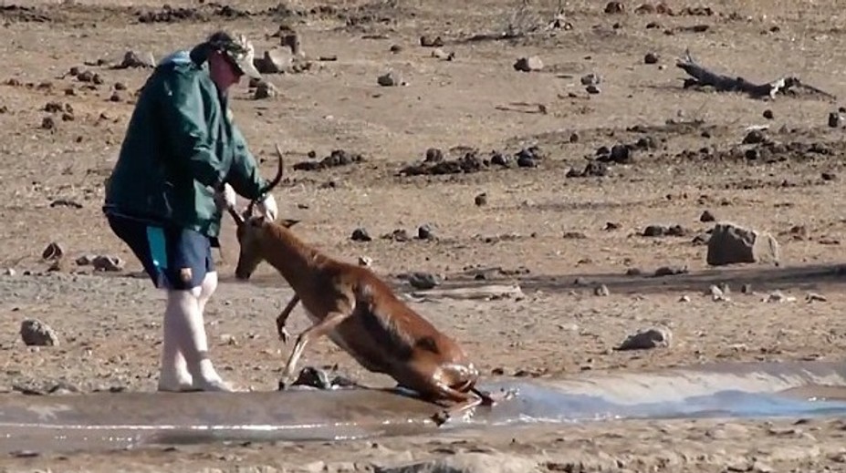 Turista zachránil v divočine zviera. Nebál sa ani jeho nebezpečných rohov