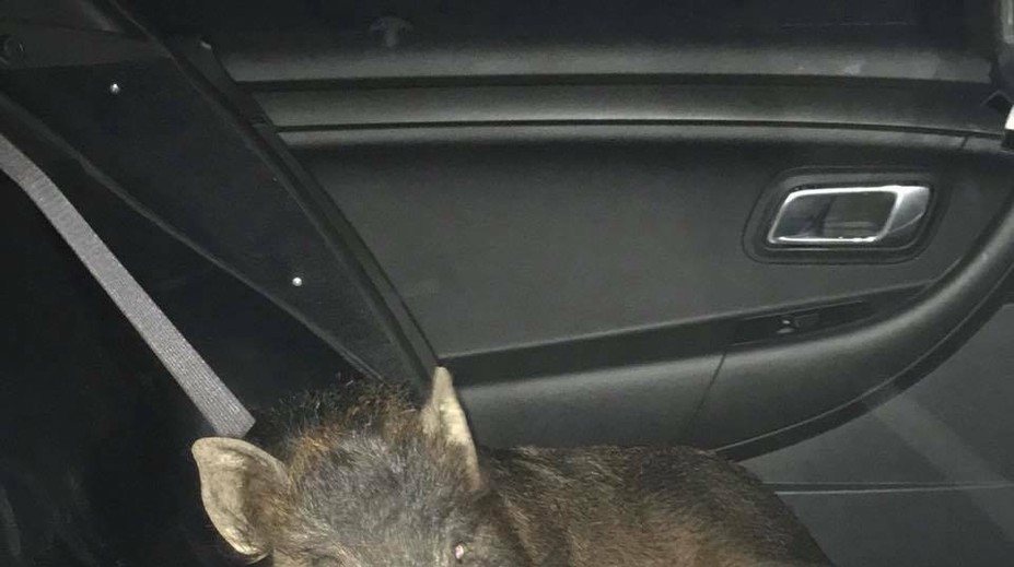 Američana prenasledovalo zatúlané prasa, polícia si ho posadila na zadné sedadlo auta
