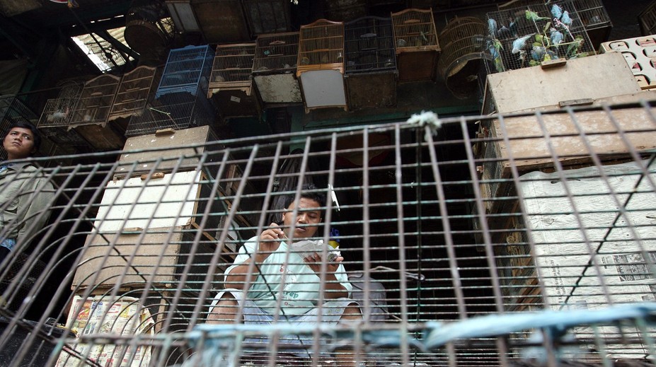 Ešte väčšia pohroma ako covid-19. Indickí vedci predpovedajú, ako by mohla vypuknúť ďalšia pandémia