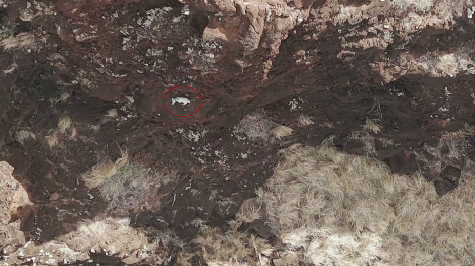 VIDEO: Nevídaný objav na skalnej stene. Nikto nevie, ako sa tam zviera dostalo