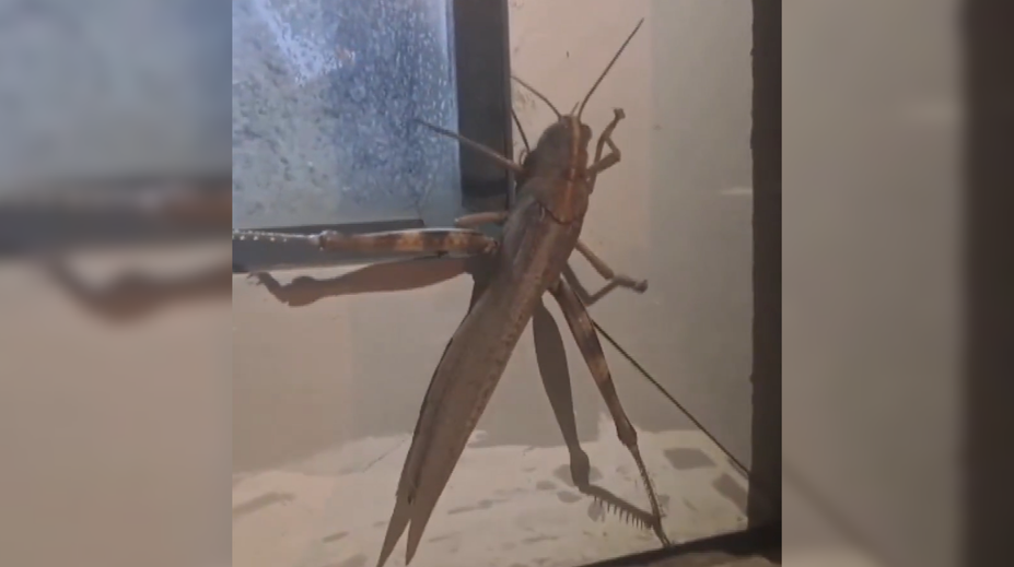 Takú kobylku ste ešte nevideli. Tento „obor“ šokoval celé mesto