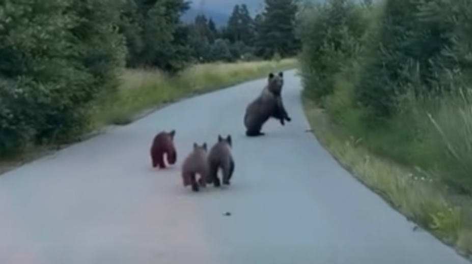 VIDEO: Divoká naháňačka či zbytočná panika? Video utekajúcich medveďov rozdeľuje internet