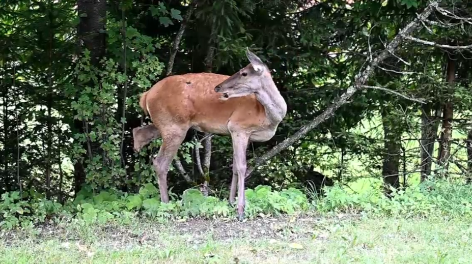 Trojnohá laň v Tatrách. Nenápadný zázrak hôr prežil krutú zimu