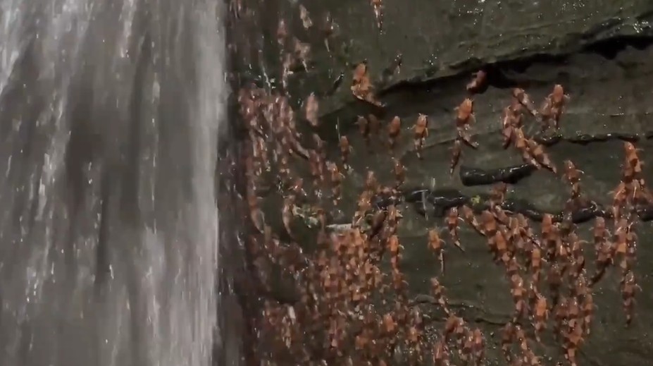 VIDEO: Vedci zdokumentovali veľkú kuriozitu. Tisícky sumcov sa šplhali na kolmú stenu za vodopádom
