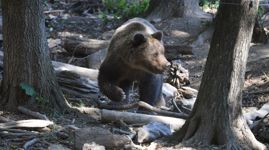 V Alpách majú čoraz väčší problém s medveďmi, evidujú aj napadnutia