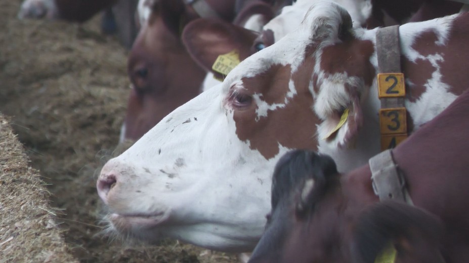 Ministerstvo pôdohospodárstva uvoľňuje opatrenia proti šíreniu slintačky a krívačky